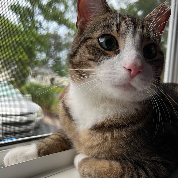 Meet your Posher, Lauren - Picture 3 of 3